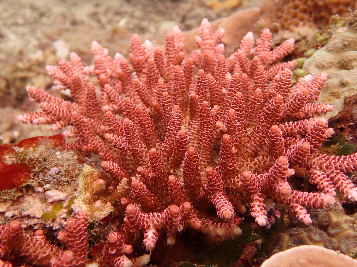 Close-up of pink branching corals on a reef at Tioman Island, Malaysia