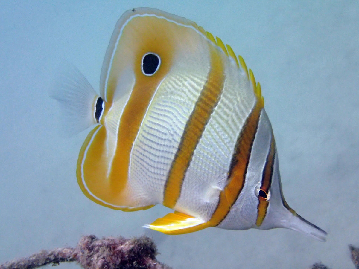Butterflyfish swimming above the reef at Tioman Island, Malaysia