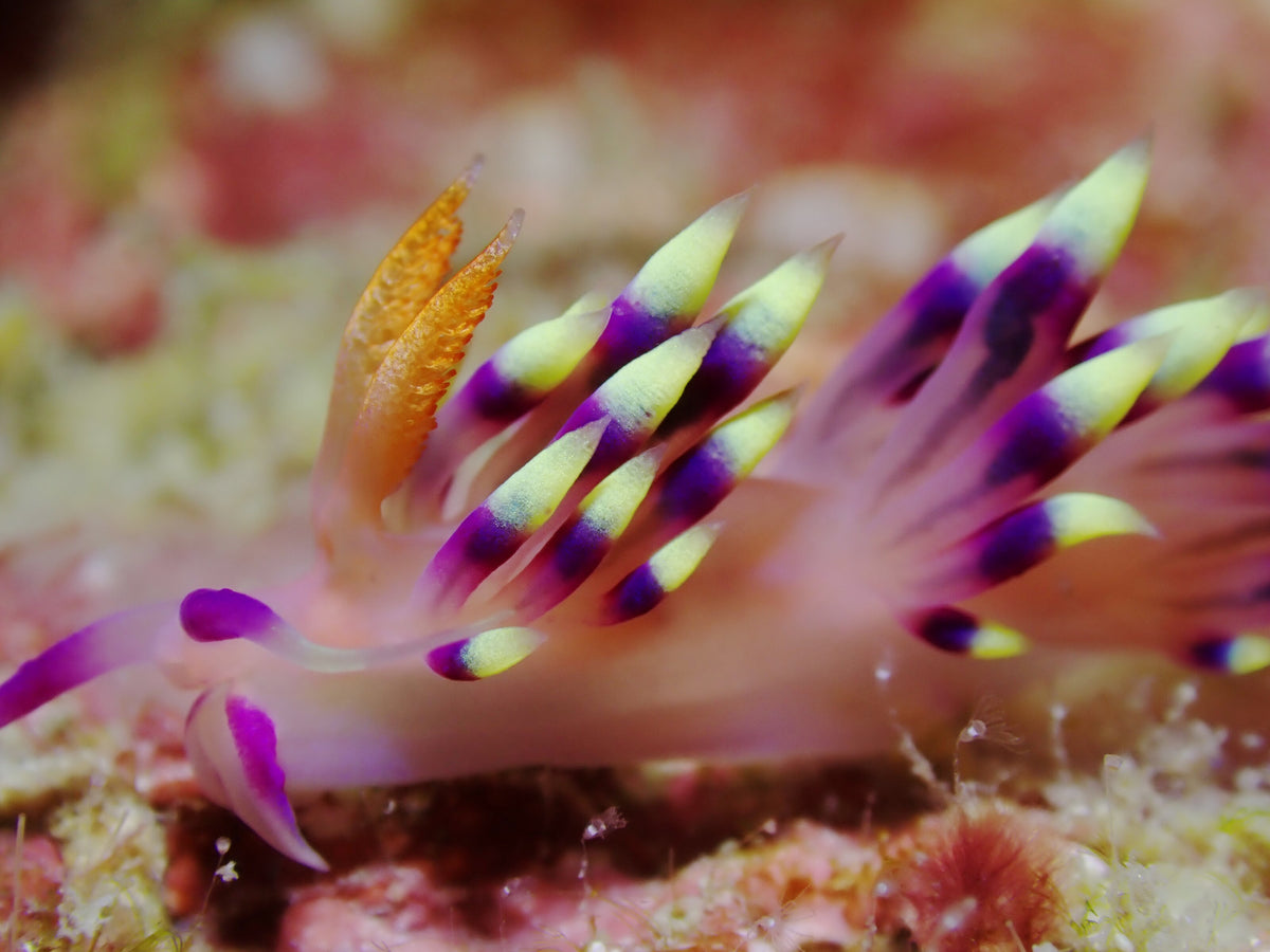 Close-up of a colourful nudibranch photographed at Tioman Island, Malaysia