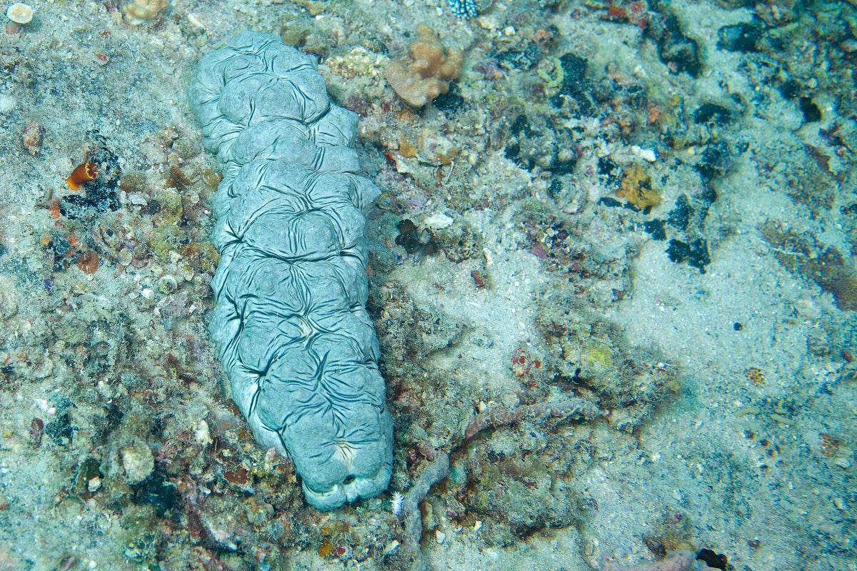 Sea cucumber on the reef floor at Tioman Island, Malaysia