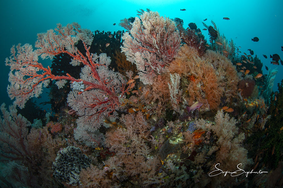 Central Sulawesi — Luwuk & Banggai