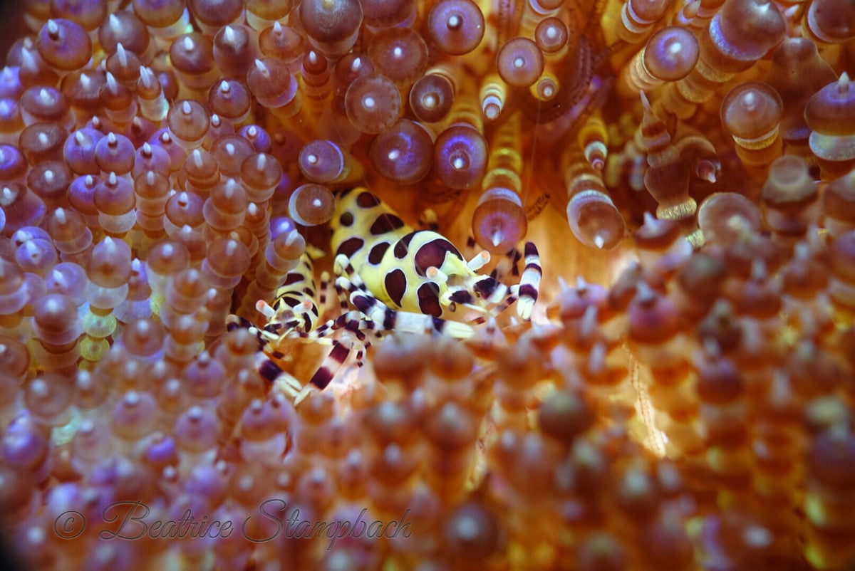 Triton Bay