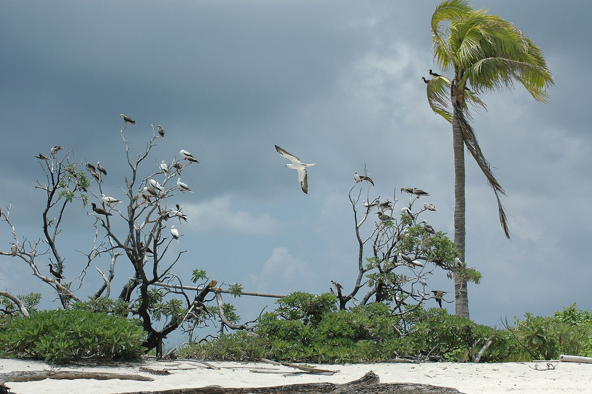Seabirds nesting in coastal trees at Tubbataha Reefs Natural Park