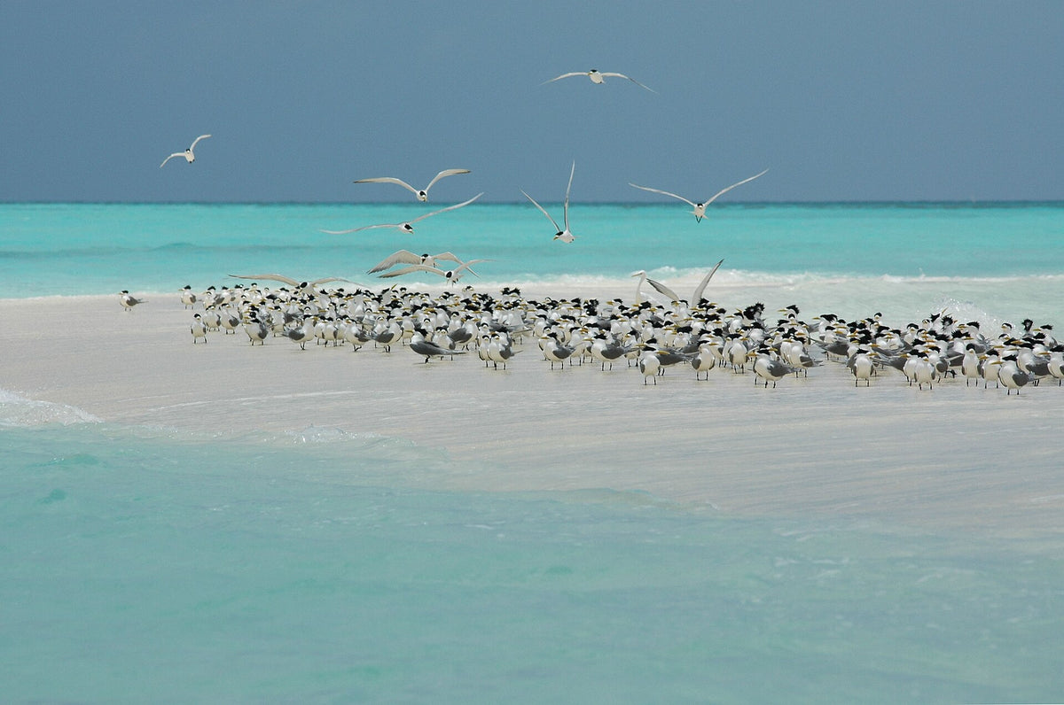 Seabirds gathered on a white sand cay at Tubbataha