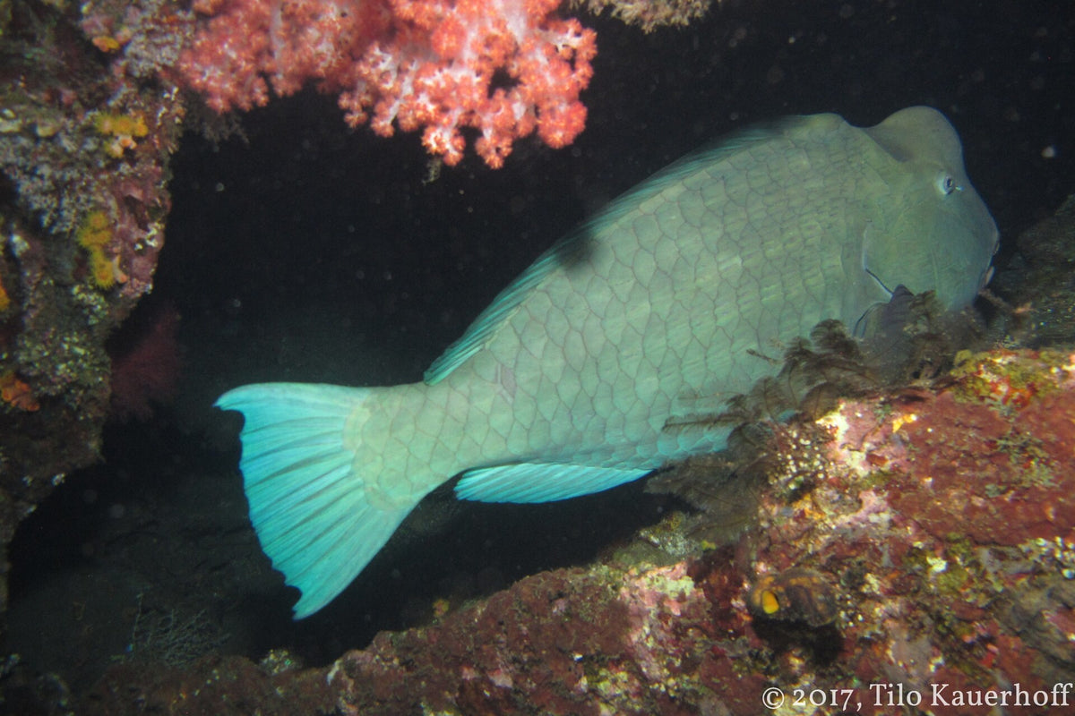 Bumphead parrotfish sheltering at the USAT Liberty wreck during a night dive