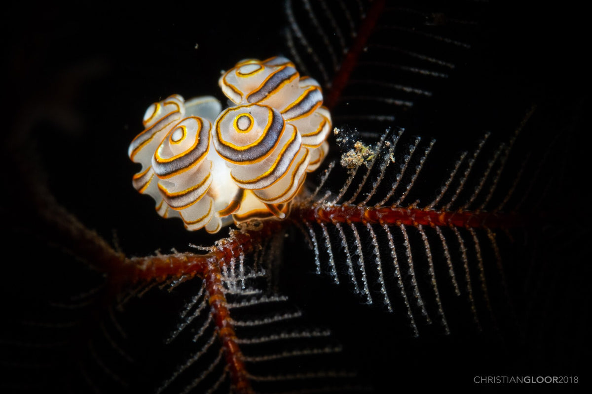 Doto greenamyeri nudibranch photographed at Tulamben, Bali