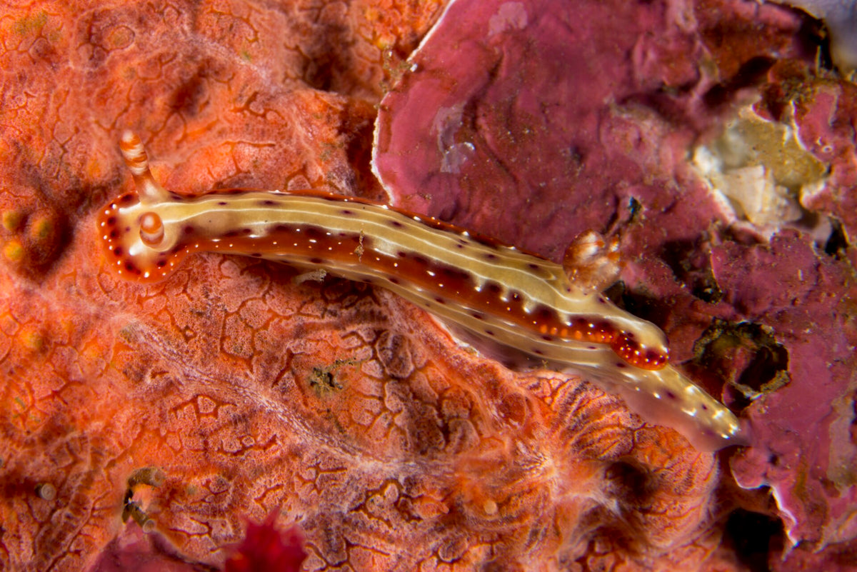 Striped Hypselodoris nudibranch at Tulamben, Bali
