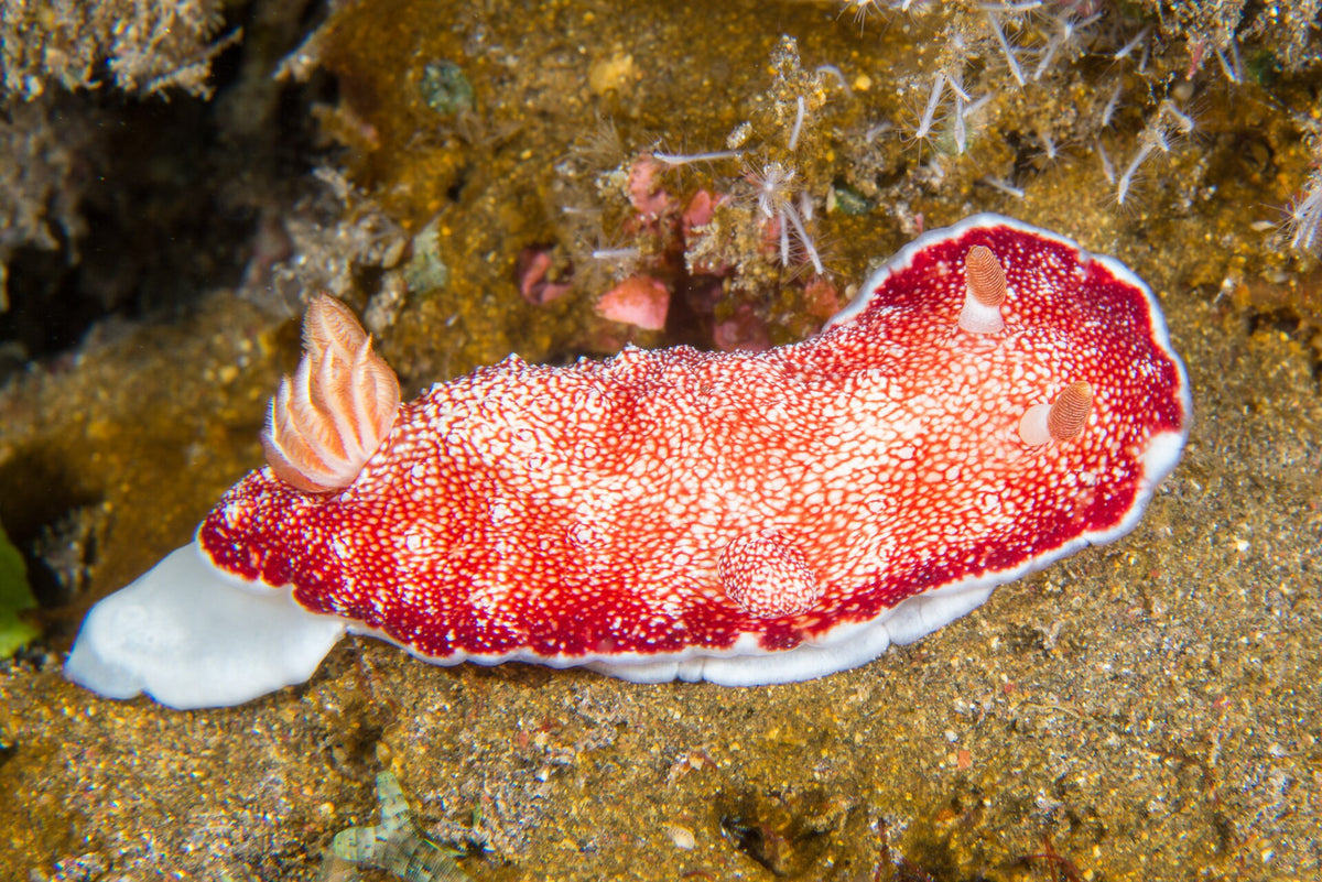 Red and white nudibranch photographed at Tulamben, Bali