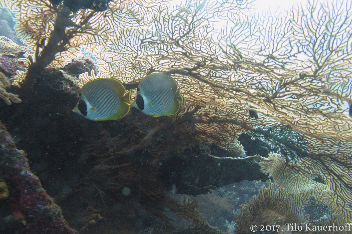 Butterflyfish sheltering beneath a sea fan near the USAT Liberty wreck