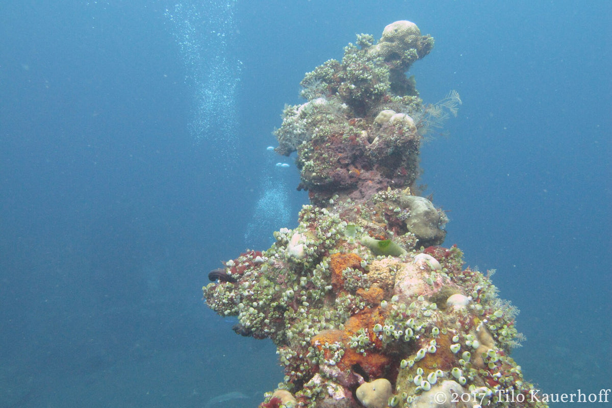 A coral-covered structure on the USAT Liberty wreck, Tulamben