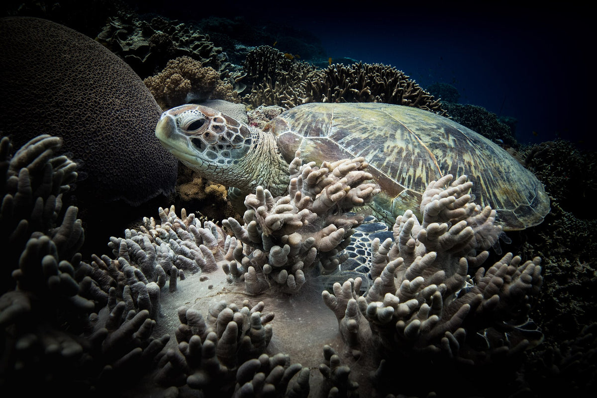 Sea turtle resting among corals at Apo Island, Negros