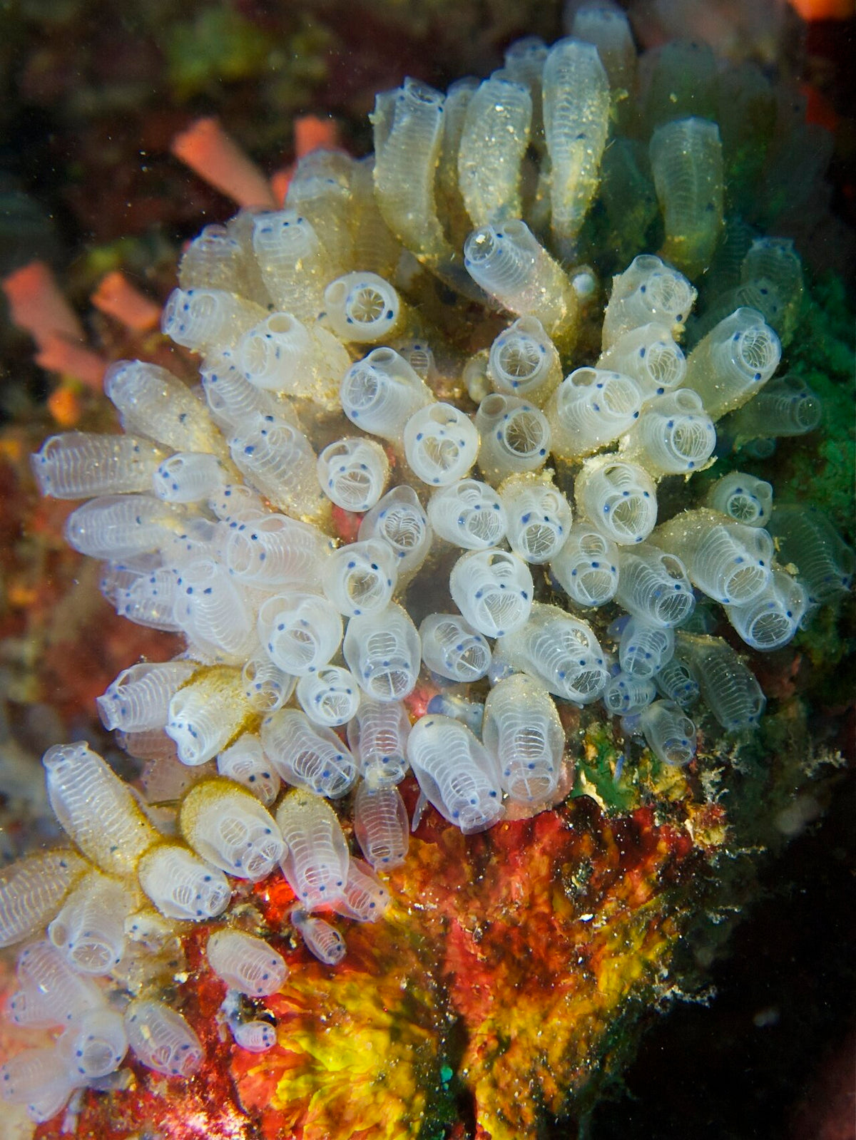 Cluster of translucent tunicates photographed at Apo Island