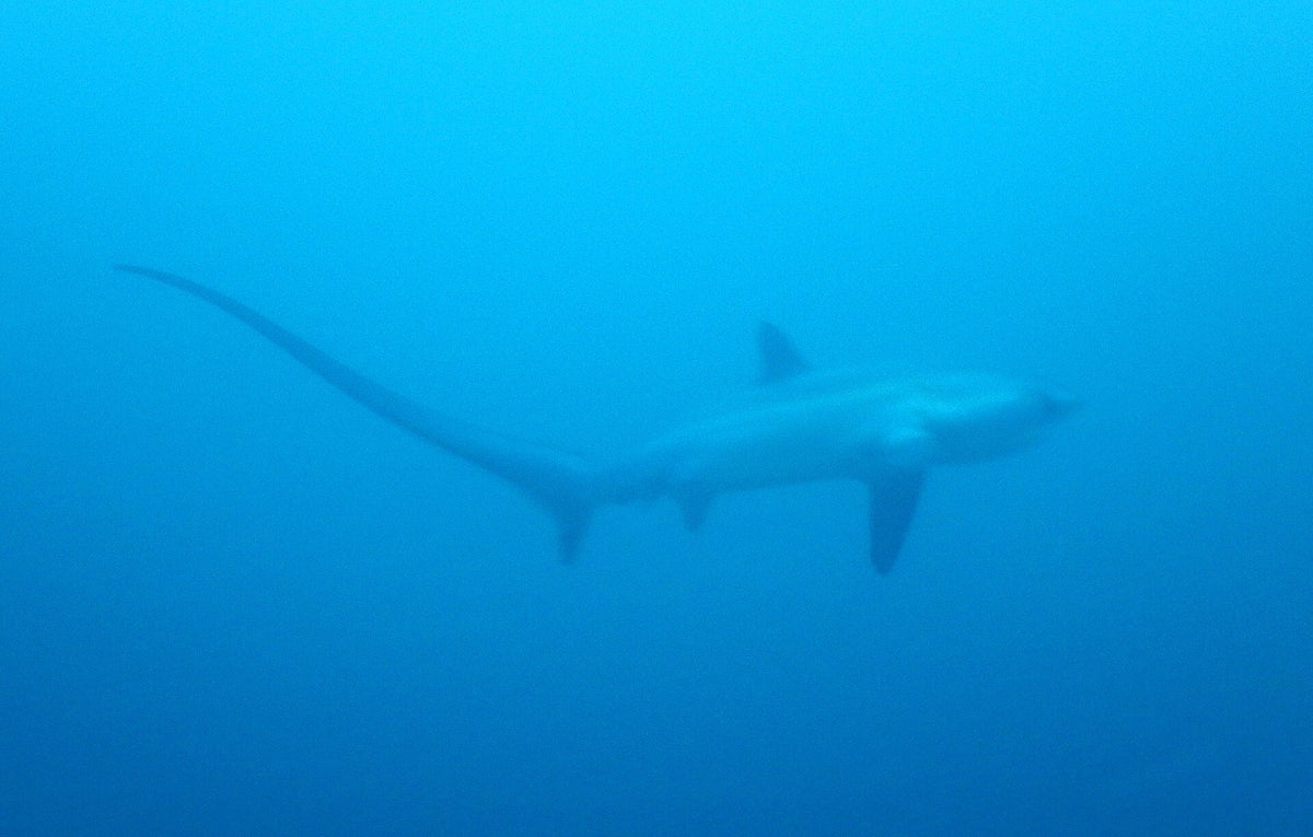 Thresher shark photographed off Malapascua Island, Philippines