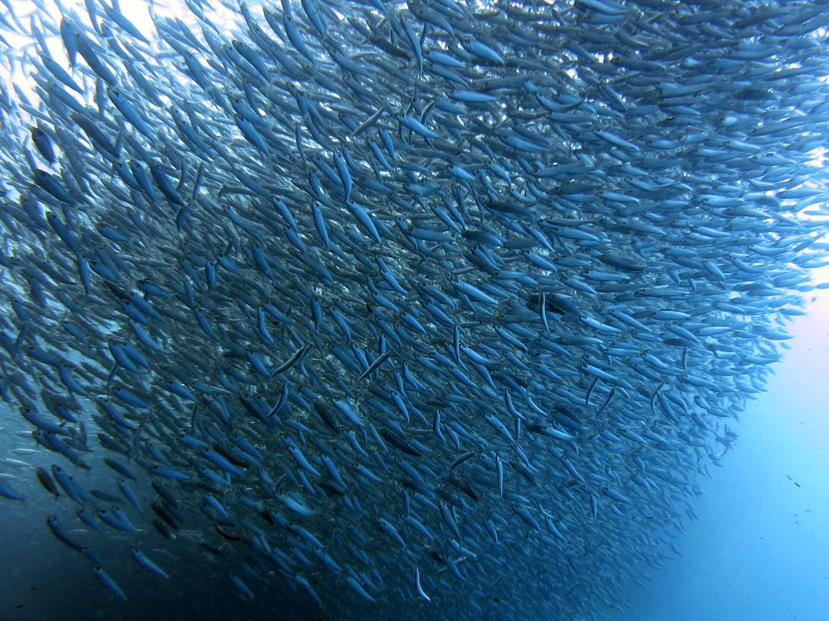 Dense school of sardines at Moalboal, Cebu, in the Visayas
