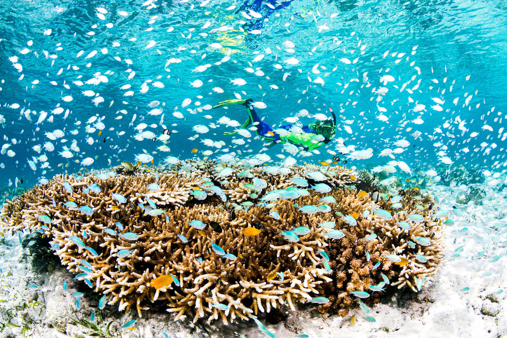 Wakatobi House Reef Snorkeling
