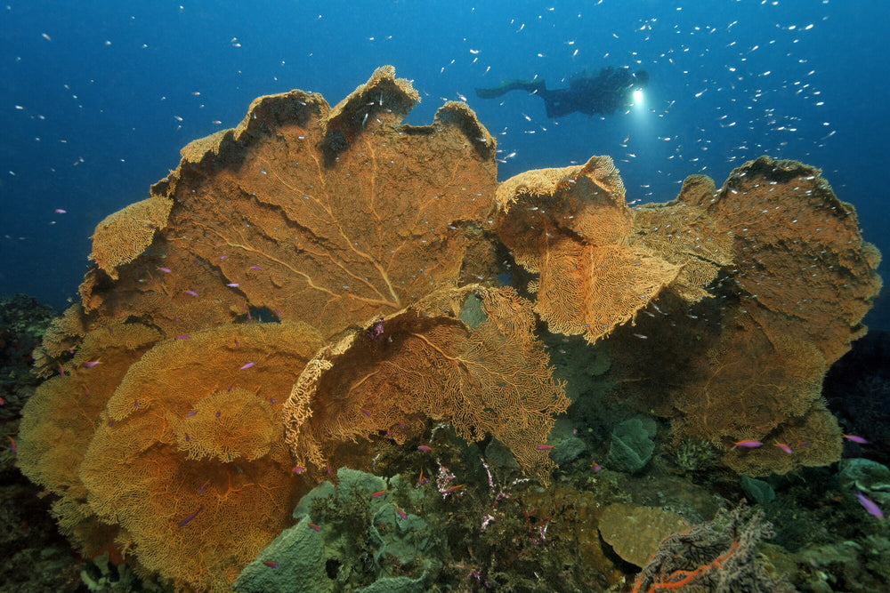 Kimbe Bay Snorkelling