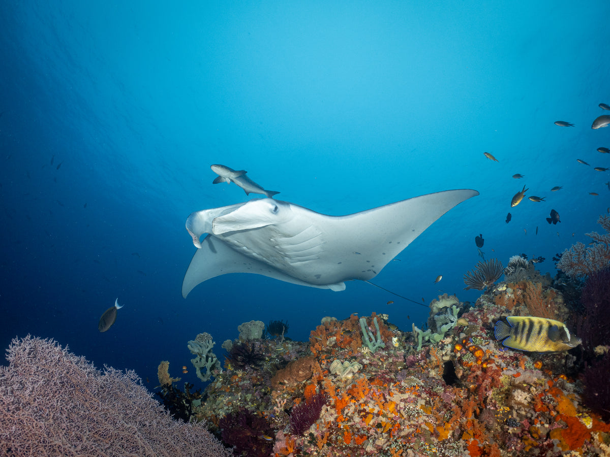 Wellenreng — Halmahera & Lembeh — Ternate to Bitung — 10 Nights