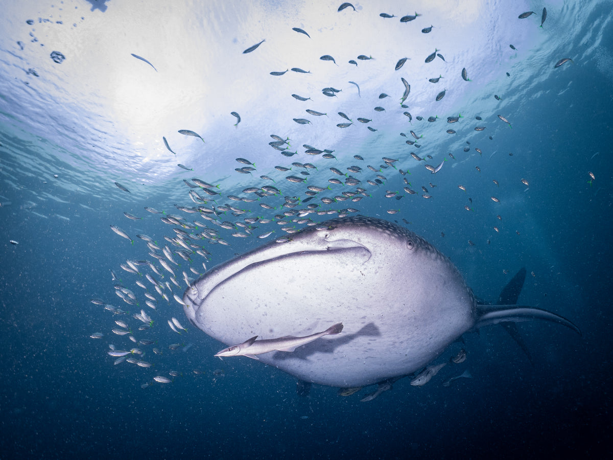 Wellenreng — Halmahera & Lembeh — Ternate to Bitung — 10 Nights