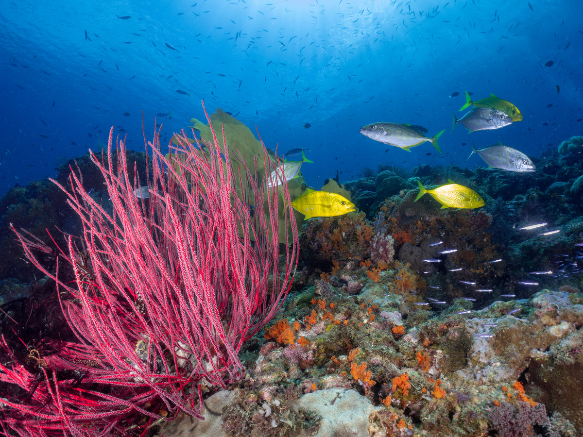 Wellenreng — Halmahera & Lembeh — Ternate to Bitung — 10 Nights