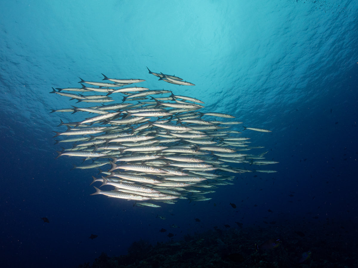 Wellenreng — Halmahera & Lembeh — Ternate to Bitung — 10 Nights
