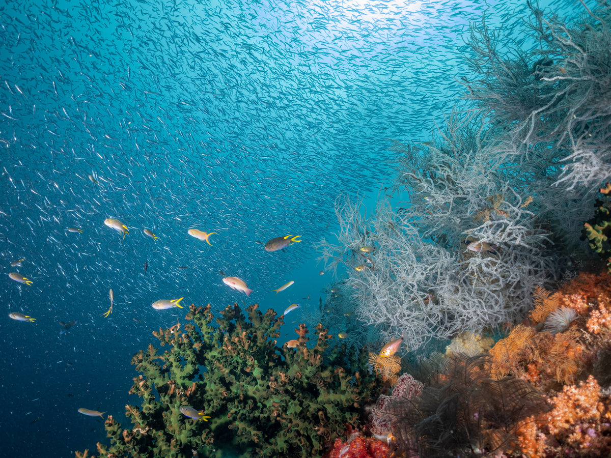 Wellenreng — Halmahera & Lembeh — Ternate to Bitung — 10 Nights