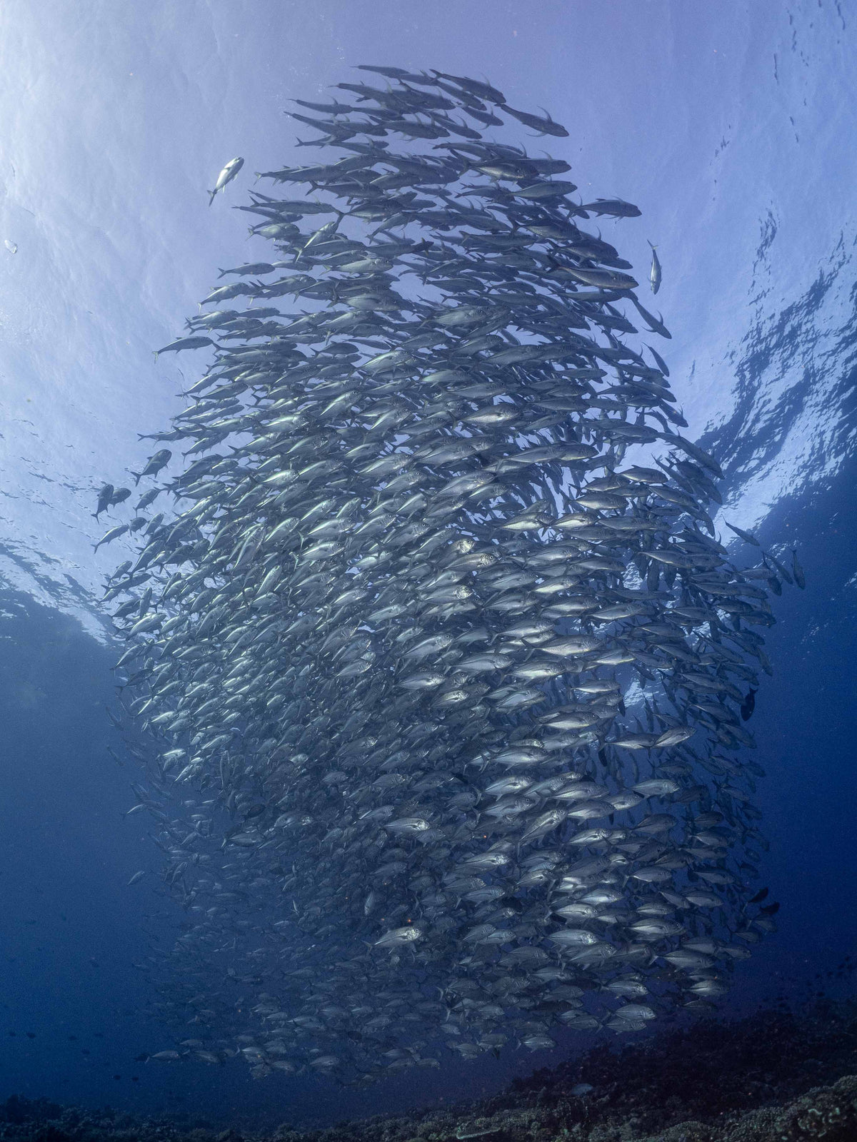 Wellenreng — Halmahera & Lembeh — Ternate to Bitung — 10 Nights