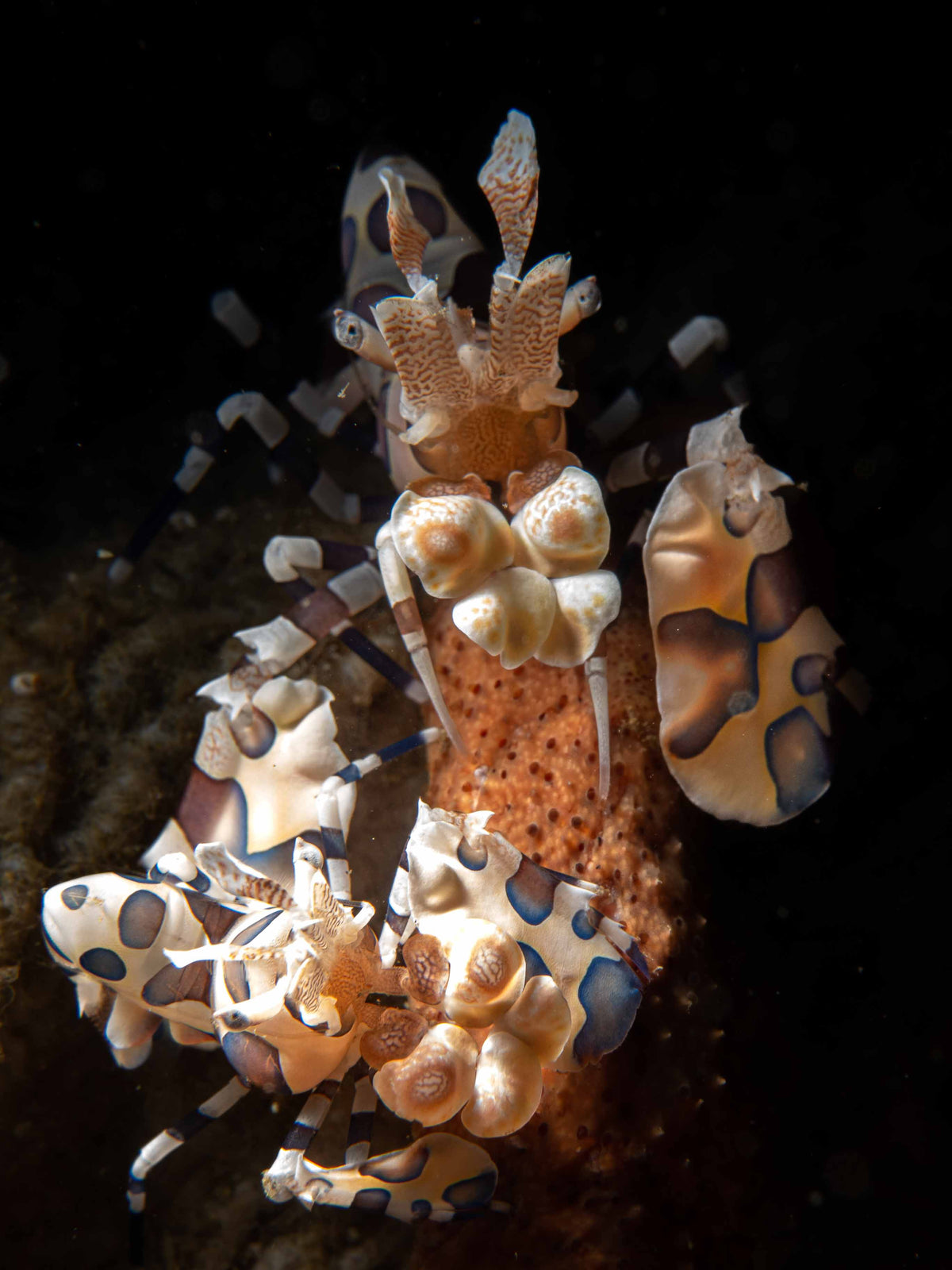 Wellenreng — Halmahera & Lembeh — Ternate to Bitung — 10 Nights